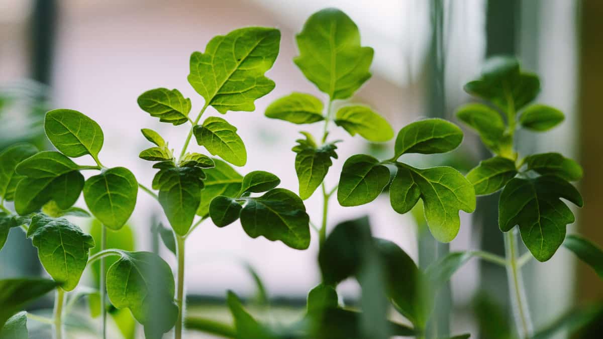 growing food indoors on windowsill - herbs