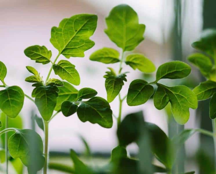 4 Foods You Can Grow Indoors